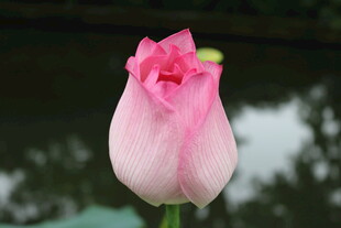 娇艳粉色郁金香