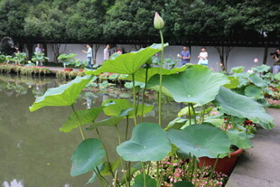 池塘中的翠绿荷叶