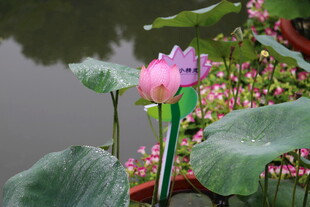 池塘边绽放的娇艳荷花