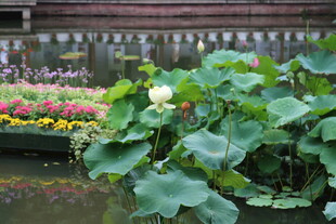 荷塘边的多彩花卉与绿叶
