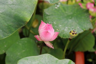 娇艳荷花与绿叶相伴