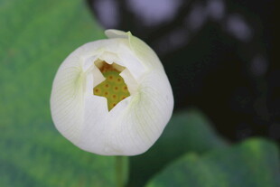 白色花朵中的小虫