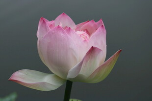 娇艳盛开的粉色荷花