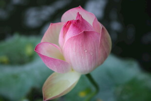 娇艳绽放的粉色荷花