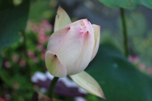 含苞待放的粉嫩荷花