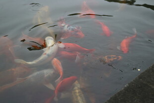 池塘中游动的多彩锦鲤