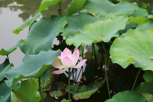 绽放的粉色荷花与荷叶