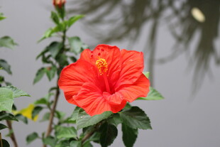 娇艳朱槿花绽放