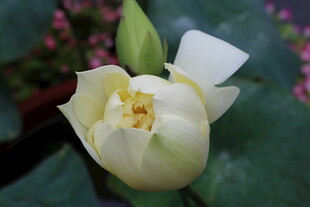 洁白绽放的优雅荷花