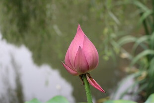 娇艳欲滴的粉色荷花