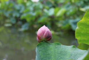 含苞待放的娇艳荷花