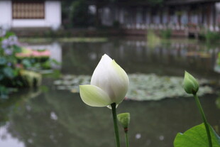 白荷绽放于静谧池塘