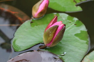 含苞睡莲浮于绿水之上