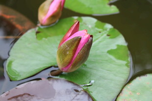 水中含苞待放的娇艳荷花