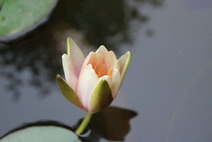 粉色睡莲绽放于水面