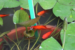 金鱼嬉戏于睡莲间