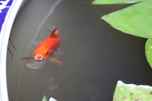 水中红金鱼与荷叶相伴