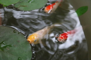 池塘锦鲤嬉戏泛起涟漪