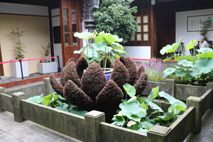 中式庭院中的别致荷花池