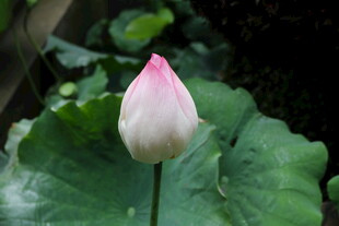 含苞待放的粉嫩荷花