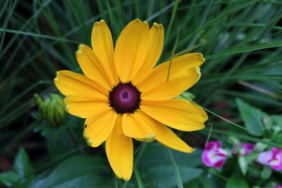 黄色黑心菊特写