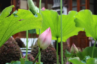 含苞待放的粉嫩荷花