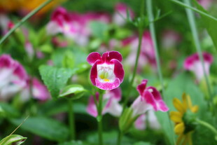 娇艳野花绽放于草丛间