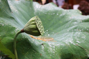 含苞待放的荷花