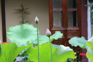 窗前绽放的清新荷花