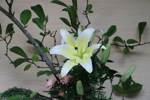 白色百合与绿植组合插花