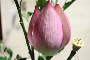 含苞待放的粉嫩荷花