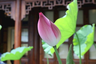 中式窗前绽放的娇艳荷花