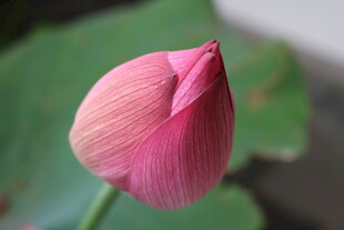 娇艳欲滴的粉色荷花