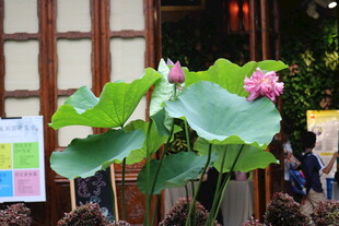 窗前绽放的娇艳荷花