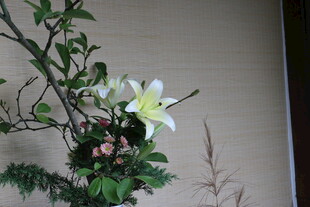 雅致白色花卉盆栽