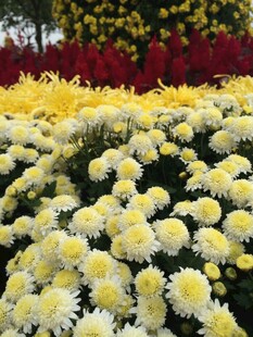 金黄菊花海 绚丽绽放