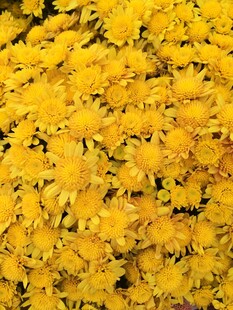 金黄菊花密集绽放