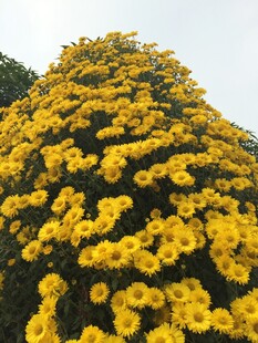 金黄菊花堆砌成壮观花景