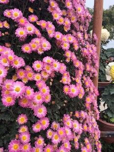 艳丽多彩的菊花绽放