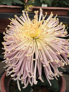 淡紫色丝状菊花特写