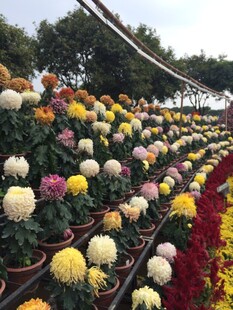 多彩菊花花海盛放