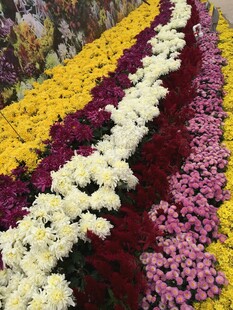 多彩菊花花海景观