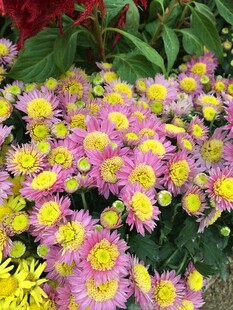 多彩菊丛绽放美丽