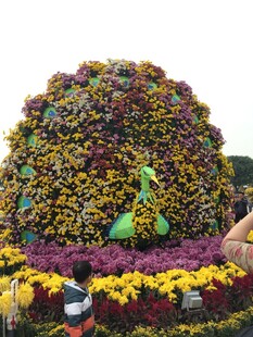 多彩花卉组成的创意景观