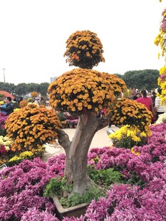 菊花造型景观 色彩绚丽