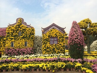 缤纷花卉装点的美丽景致