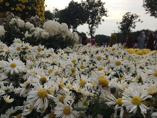 盛放的白色菊花花海