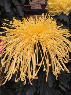 金黄丝状菊花特写