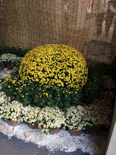 球状菊花与周边花卉景观