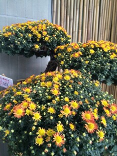 多彩菊花盆栽绽放室内